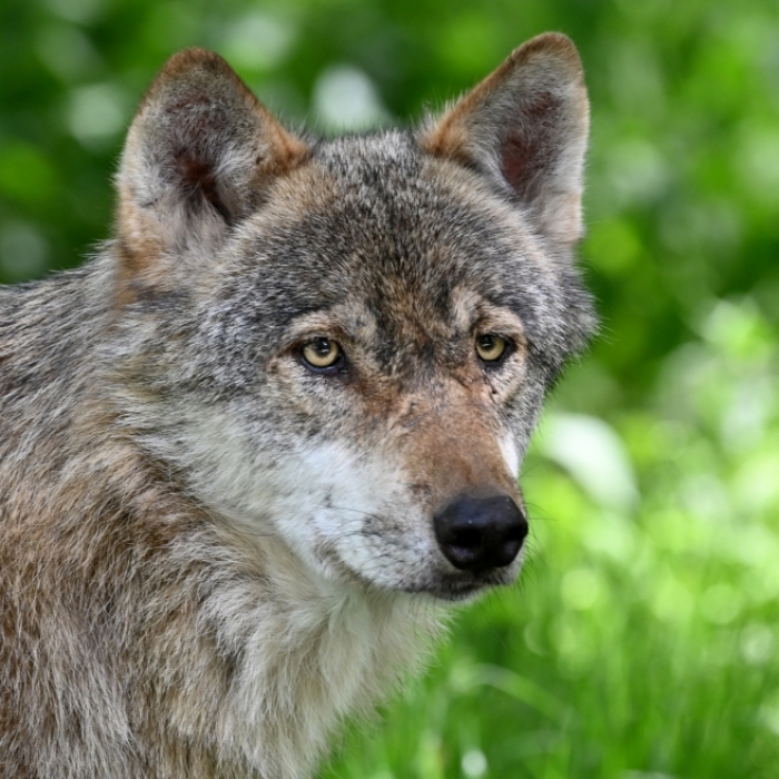 Forscher warnen: Wolf bedroht uns Menschen!