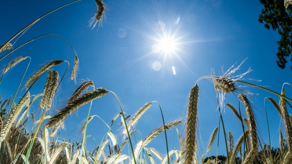 M&uuml;ssen wir mit einem hei&szlig;en Juli rechnen? (Foto)