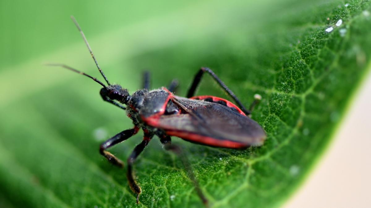 Die Raubwanzen&nbsp;Triatominae k&ouml;nnen die t&ouml;dliche Chaga-Krankheit &uuml;bertragen. (Foto)