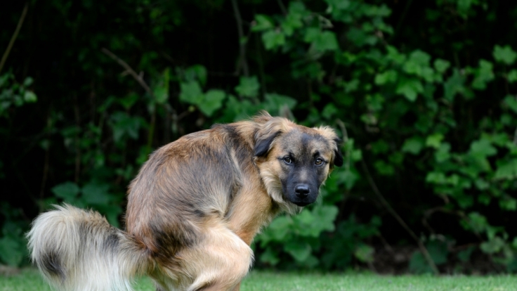 Auf dem Fußboden, in Plastiktüten, Eimern und Badewannen - überall in der Wohnung war Hundekot verteilt.
