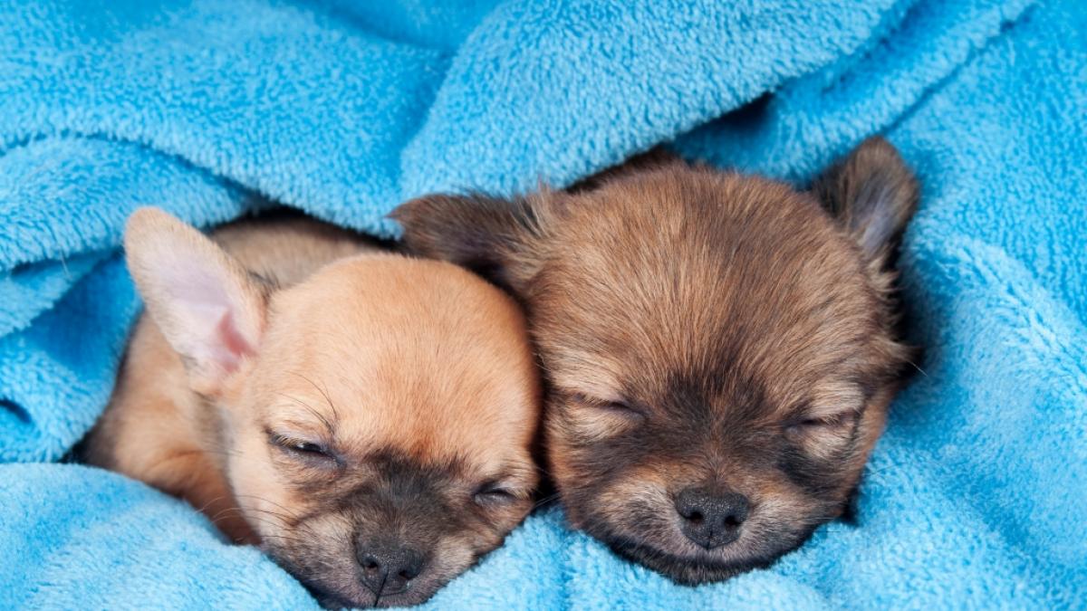 (Symbolfoto): In Spanien wurden mehrere Hunde jahrelang gequ&auml;lt.&nbsp; (Foto)
