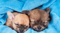 (Symbolfoto): In Spanien wurden mehrere Hunde jahrelang gequält. 