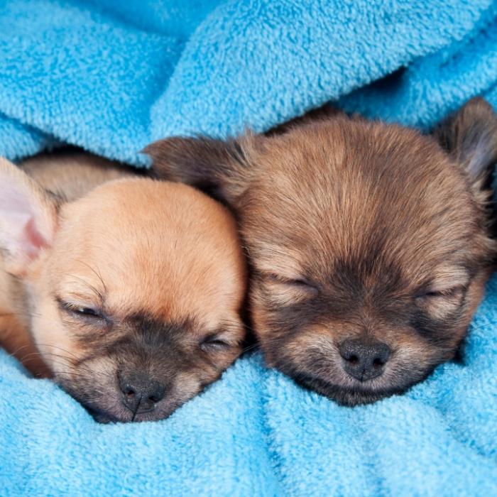Abartig! Hundewelpen wurden Stimmbänder durchgeschnitten 