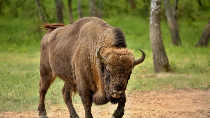 Im Yellowstone-Nationalpark hat ein Bison eine Frau mehrfach durchbohrt.