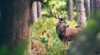 Die Zombie-Hirsch-Krankheit breitet sich in Europa aus. (Symbolbild)