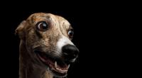 Der Hund hat der Frau beinahe die Nase abgerissen.