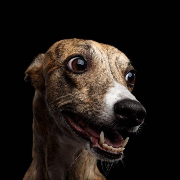 Knorpel ragte bereits raus! Hund reißt Frau fast die Nase ab