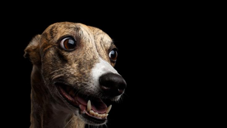 Der Hund hat der Frau beinahe die Nase abgerissen.