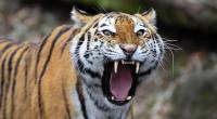 Ein Tiger hat eine Frau in einem Safari-Park zu Tode gebissen.
