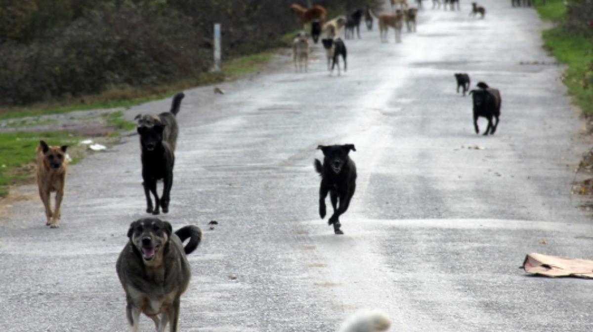 Mehrere Hunde haben in Mexiko einen Mann attackiert. (Foto)
