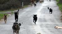 Mehrere Hunde haben in Mexiko einen Mann attackiert.