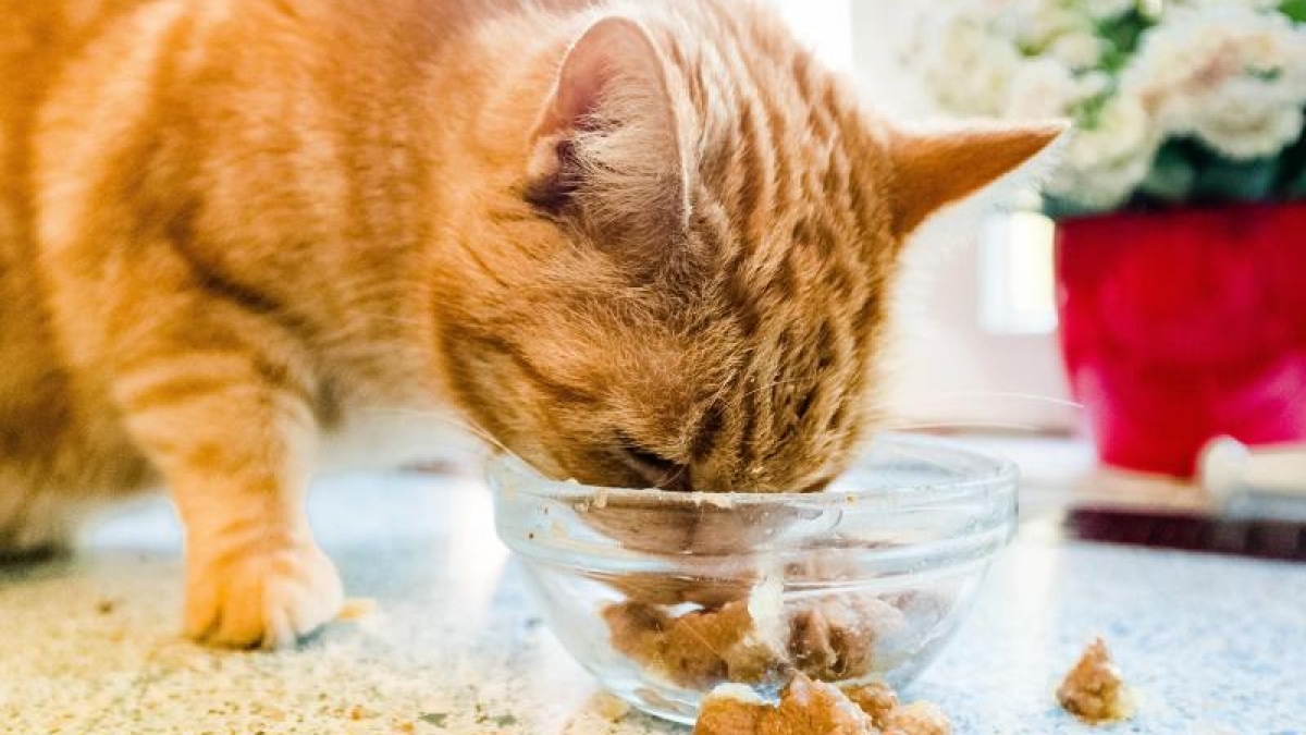 Schon f&uuml;r wenig Geld gibt es gutes Katzenfutter. Das ist das Ergebnis einer Untersuchung der Stiftung Warentest. (Foto)