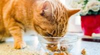 Schon für wenig Geld gibt es gutes Katzenfutter. Das ist das Ergebnis einer Untersuchung der Stiftung Warentest.