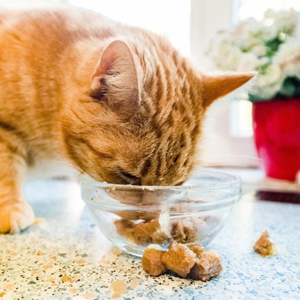 Katzenfutter im Test! Teure Marken fallen durch