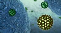 Ein Foto zeigt Hepatitis-B-Viren neben menschlichen Zellen.