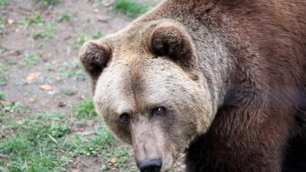 "Problemb&auml;r" Gaia wurden gefangen. (Foto)