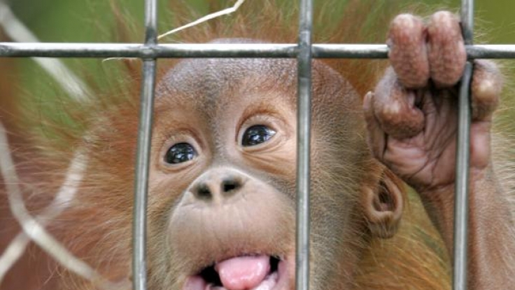 Ein Oran-Utan-Baby übt in einem Käfig des Frankfurter Zoos das Klettern: Die Tierparks versprechen artgerechte Haltung in neuen Großgehegen. Doch Tierschützer sind da skeptisch.