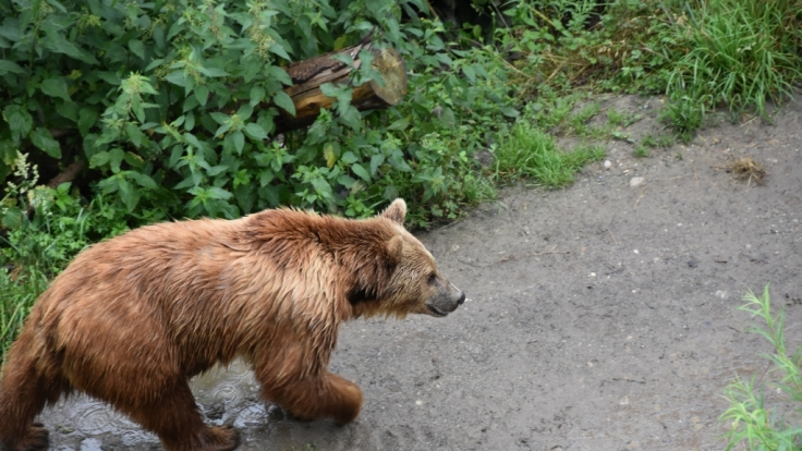 Im Allgäu wurde ein Braunbär gesichtet (Symbolfoto)
