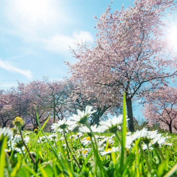 Sonne oder Schnee? Das prophezeit der Hundertjährige Kalender