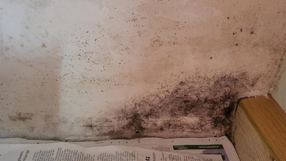 Die Test-Wand vor dem Einsatz von Schimmelschock. (Foto)