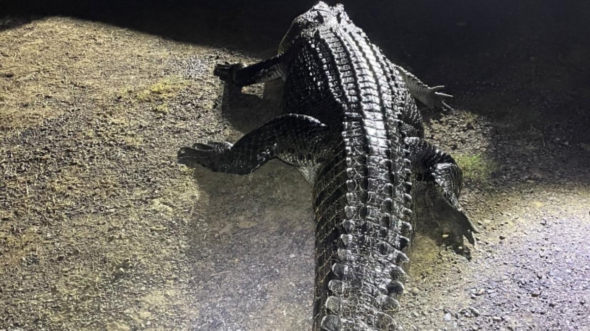 Es ist 4,2 Meter lang und m&auml;chtig hungrig: Dieses Krokodil hat im australischen Bloomfield einen Mann attackiert und dessen Hund gefressen. (Foto)