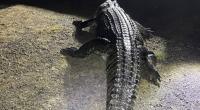 Es ist 4,2 Meter lang und mächtig hungrig: Dieses Krokodil hat im australischen Bloomfield einen Mann attackiert und dessen Hund gefressen.