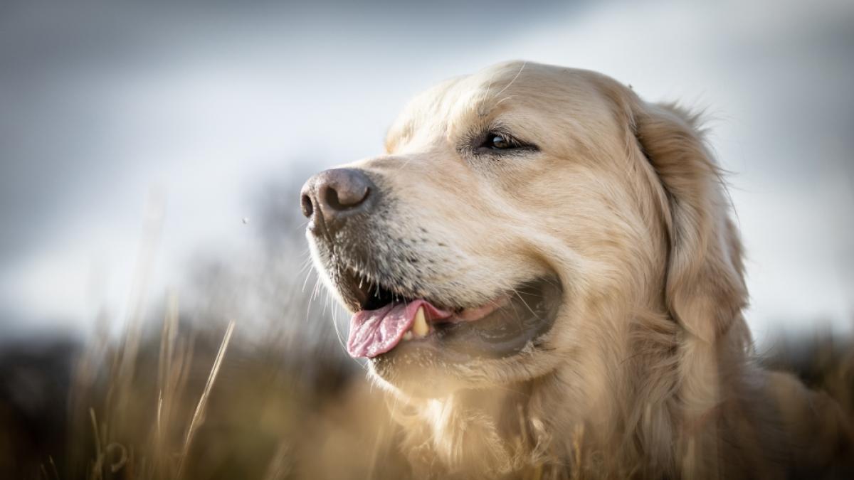 Unter anderem soll der Australier einen Golden Retriever missbraucht haben. (Foto)