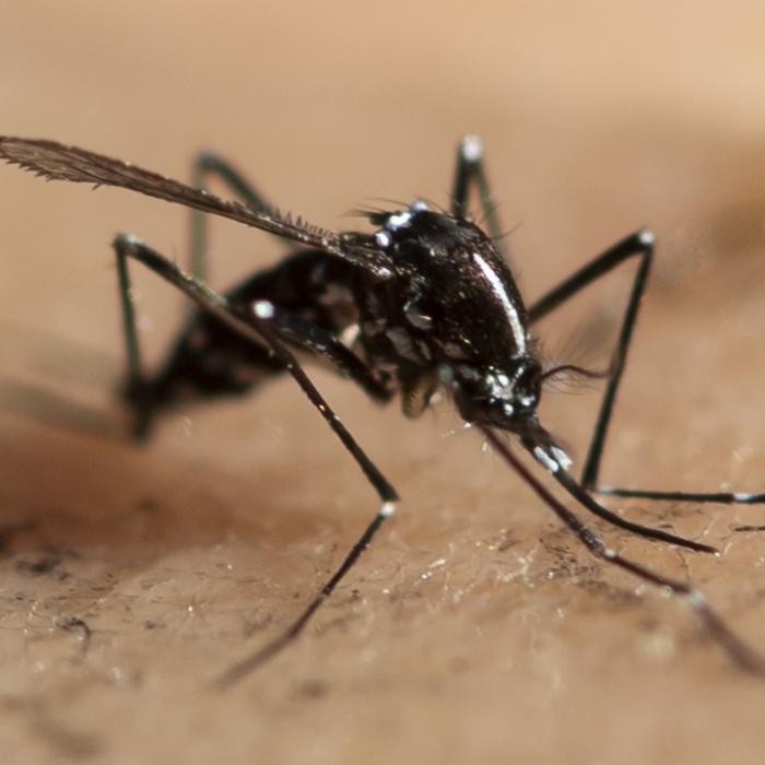Abszess, Koma, Amputation! Insektenstich bringt Mann (27) in Todesgefahr