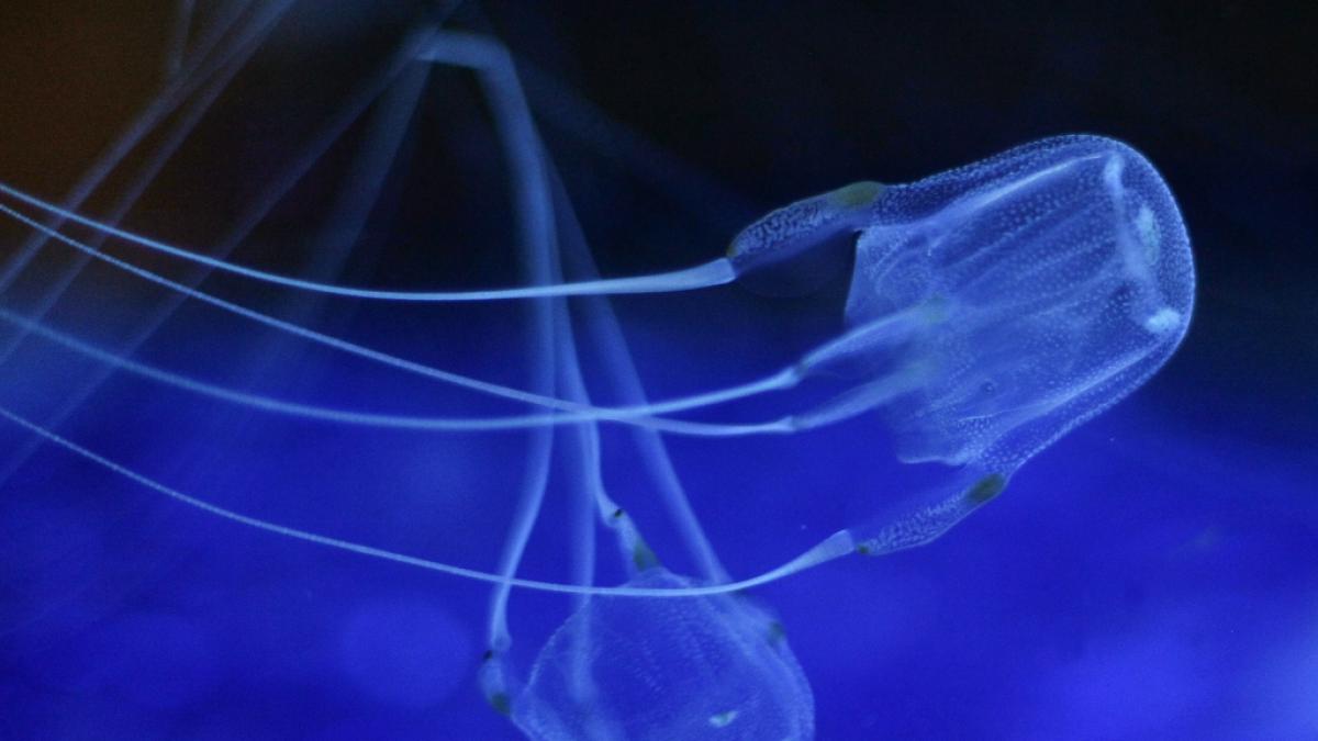 Im Osten Australiens ist ein Jugendlicher durch den Stich einer hochgiftigen W&uuml;rfelqualle ums Leben gekommen. (Foto)