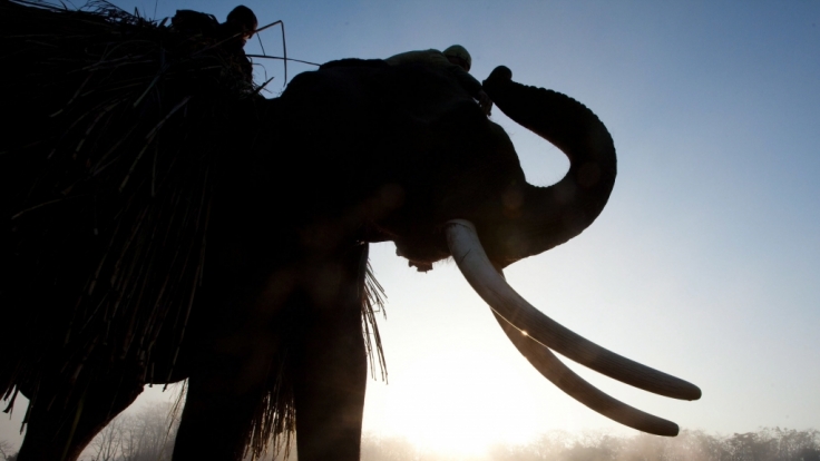 Wilde wie gezähmte Elefanten sind in Nepal keine Seltenheit. Sie werden als Arbeitstiere eingesetzt, leben aber auch wild in den Nationalparks, die immer kleiner werden.