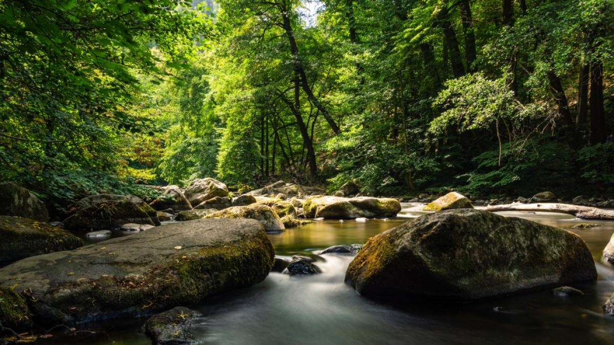 Im Harz soll sich ein "Wolfsmensch" herumtreiben. (Foto)