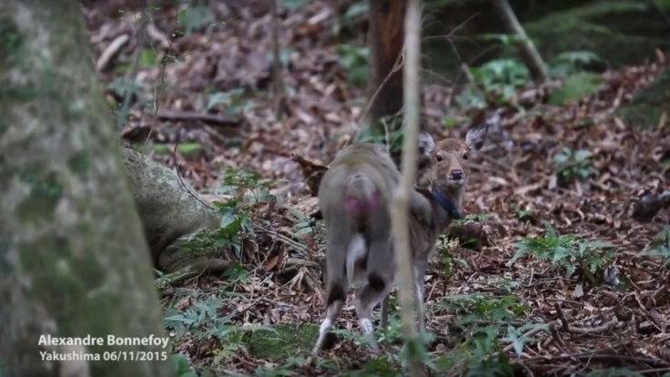 Das arme Hirschweibchen weiß gar nicht wohin mit seinem Peiniger.