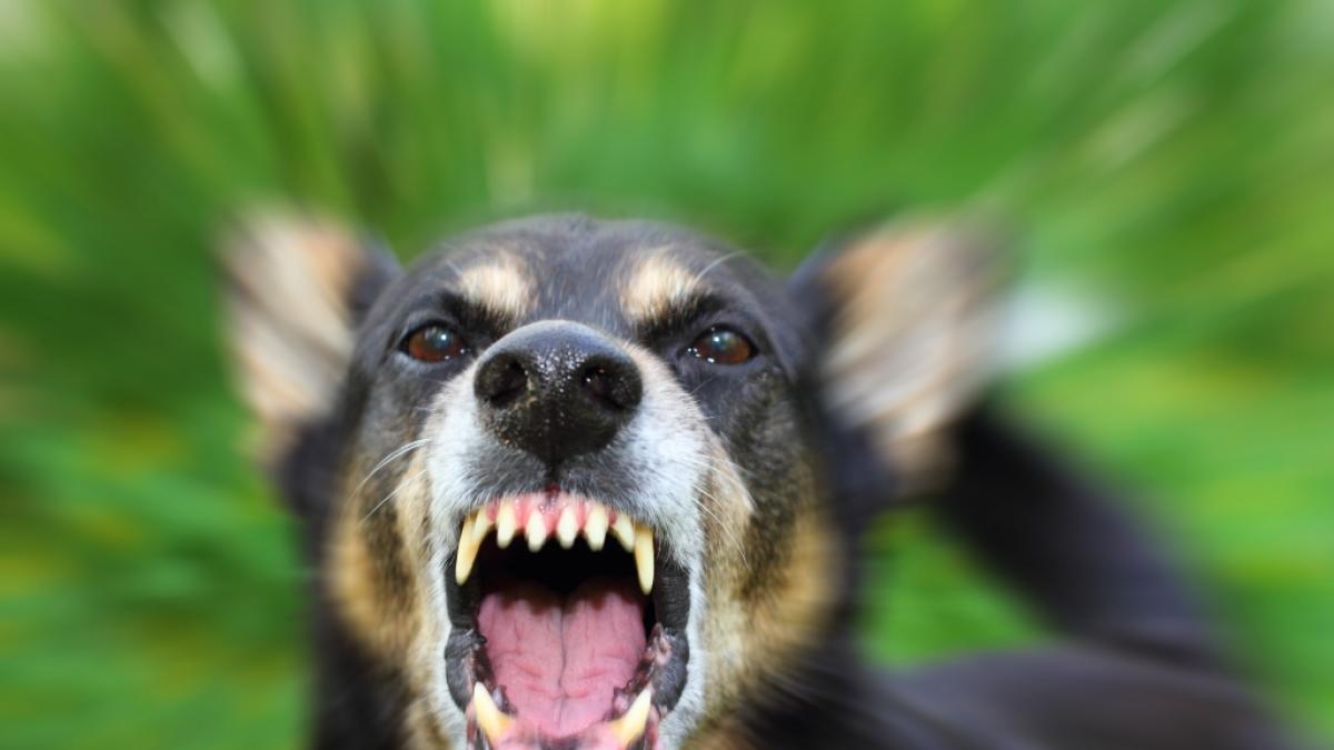 Im US-Bundesstaat Georgia hat ein Hund ein Kleinkind zu Tode gebissen. (Symbolbild) (Foto)