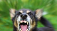 Im US-Bundesstaat Georgia hat ein Hund ein Kleinkind zu Tode gebissen. (Symbolbild)