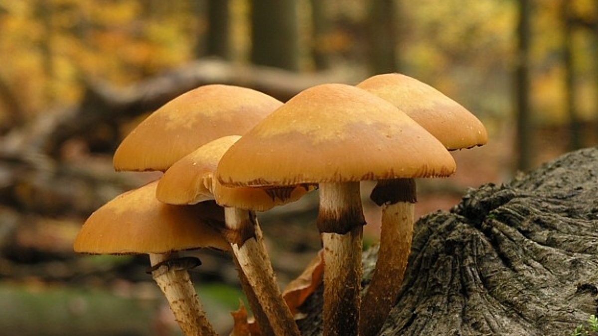 Stockschwaemmchen (Foto)
