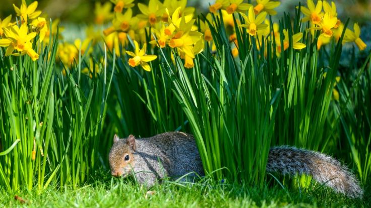 Bevor der Frühling in Deutschland Einzug hält, sorgt Tief