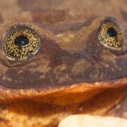 Romeo, ein seltener Sehuencas-Wasserfrosch, war zehn Jahre lang alleine im Naturkundemuseum in Bolivien.