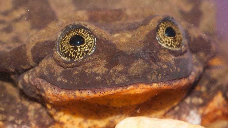 Romeo, ein seltener Sehuencas-Wasserfrosch, war zehn Jahre lang alleine im Naturkundemuseum in Bolivien.