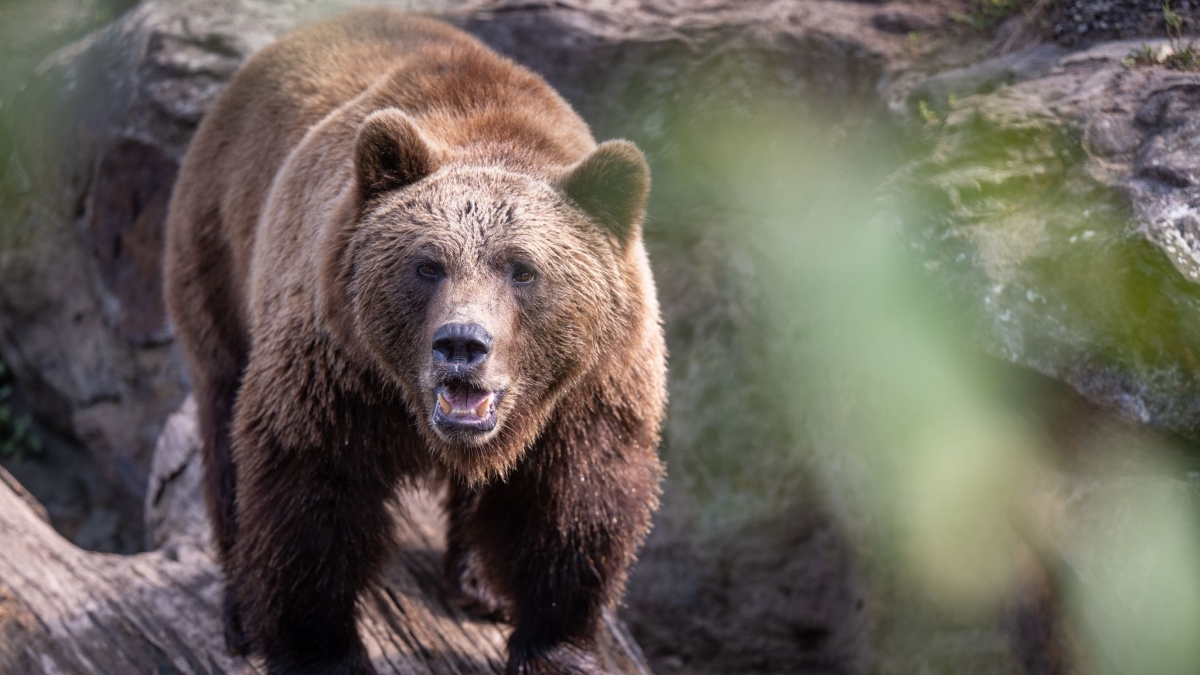Im Vorkarpatenland in Polen ist eine 58 Jahre alte Frau von einem Braunb&auml;ren angegriffen und t&ouml;dlich verletzt worden (Symbolfoto). (Foto)