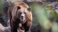 Im Vorkarpatenland in Polen ist eine 58 Jahre alte Frau von einem Braunbären angegriffen und tödlich verletzt worden (Symbolfoto).