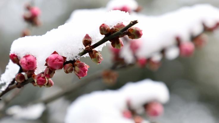 Gibt es nun bald deutschlandweit Schnee?