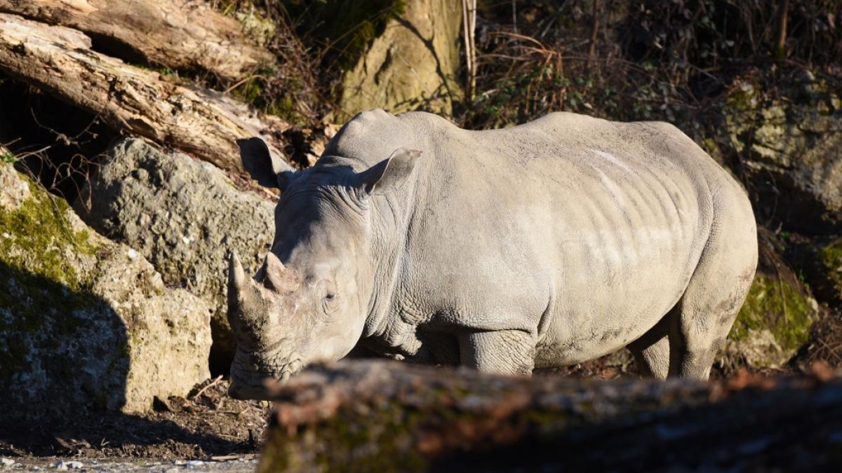 Im Zoo Salzburg kam es im Nashorngehege zu einem t&ouml;dlichen Unfall. (Foto)