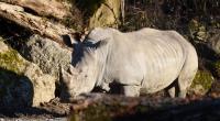Im Zoo Salzburg kam es im Nashorngehege zu einem tödlichen Unfall.