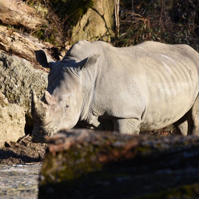 Nashorn tötet deutsche Tierpflegerin (33) - Mann schwer verletzt