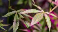 Laut einer neuen Studie können Cannabinoide vor einer Infektion mit dem Coronavirus schützen. (Symbolfoto)