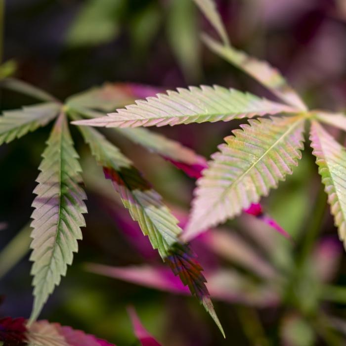 Schützt Cannabis wirklich vor einer Corona-Infektion?