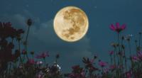Im Mai strahlt der Vollmond als Flower Moon am Himmel.