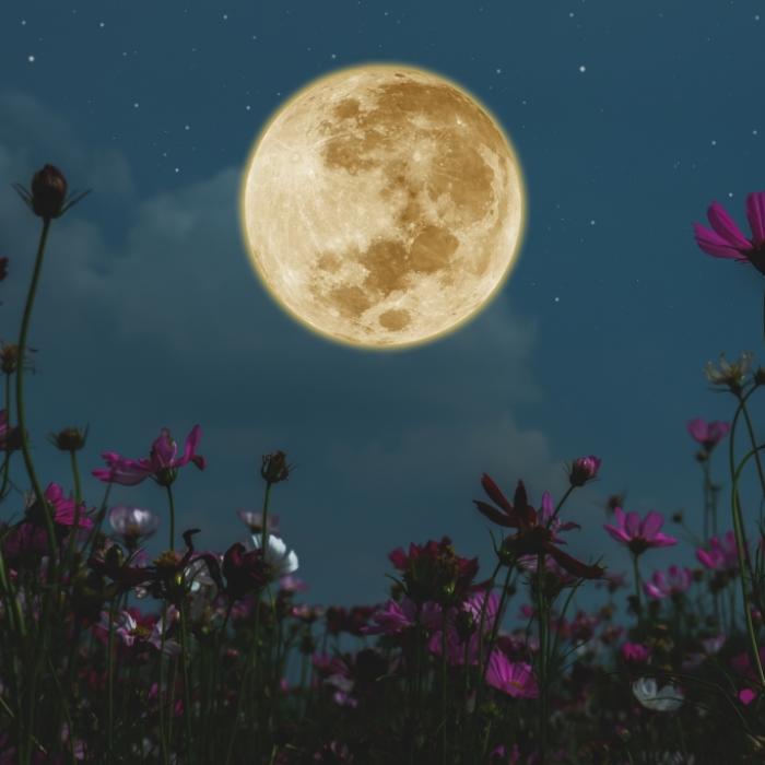 Das steckt hinter dem strahlenden Flower Moon am Mai-Nachthimmel