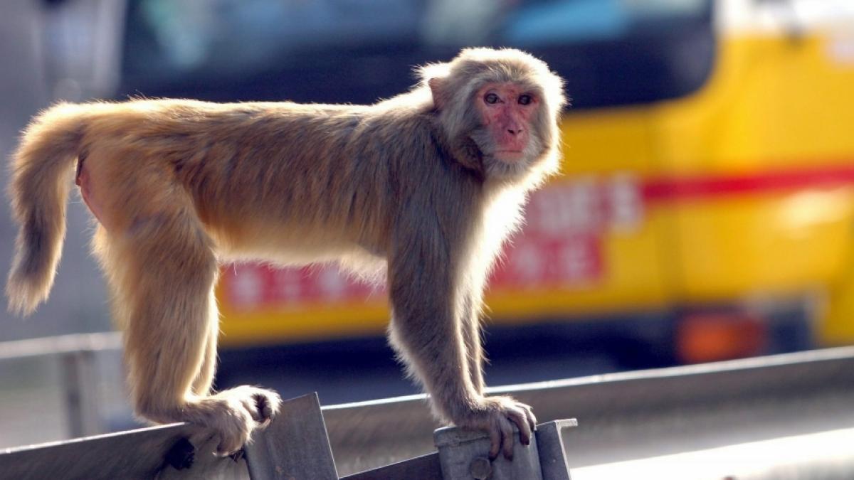 Ein Affe hat in Russland ein M&auml;dchen attackiert. (Foto)