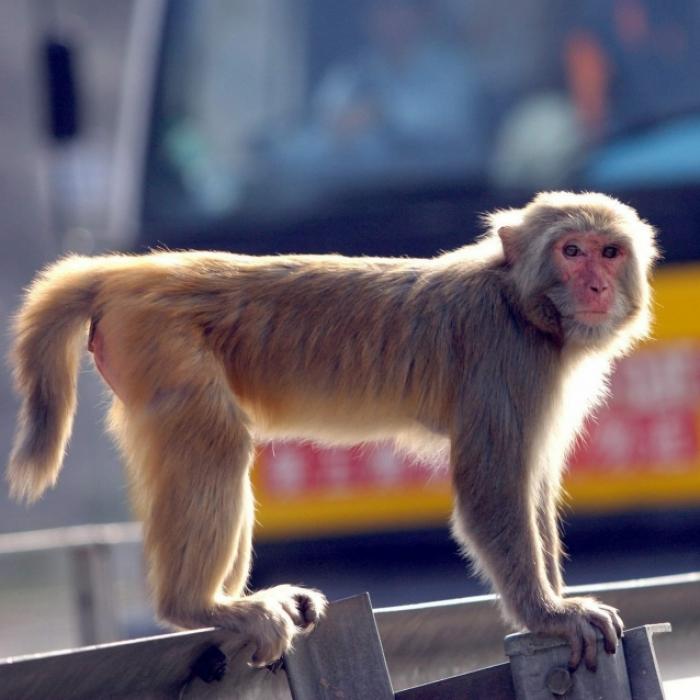 Blutige Attacke! Wild gewordener Affe verbeißt sich in Mädchen